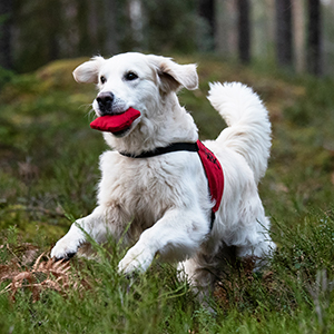 Hundsport