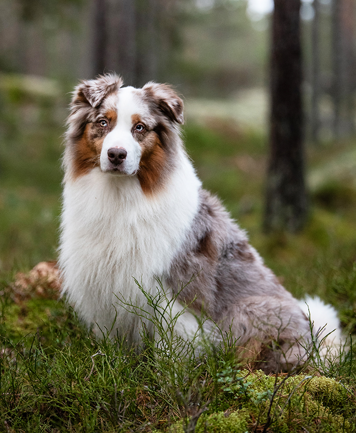 Fransi - för dig och din hund